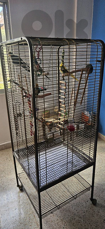 3 cockatiels with cage and toys