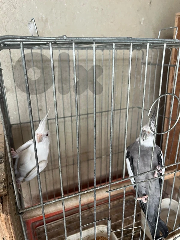 for sale