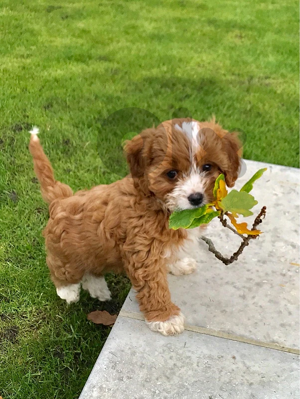 Imported Maltipoo puppy