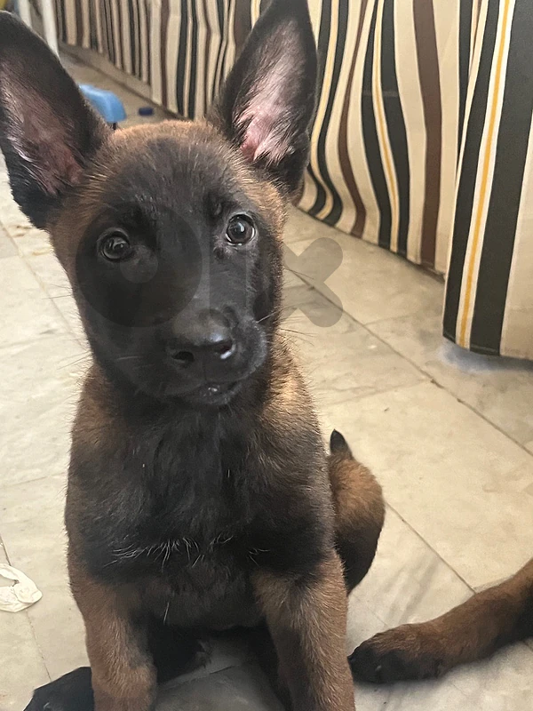 female belgian malinois