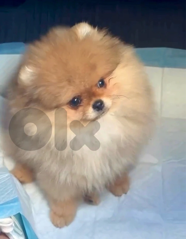 Adorable Teacup Pomeranian puppy AVAILABLE in store & delivery
