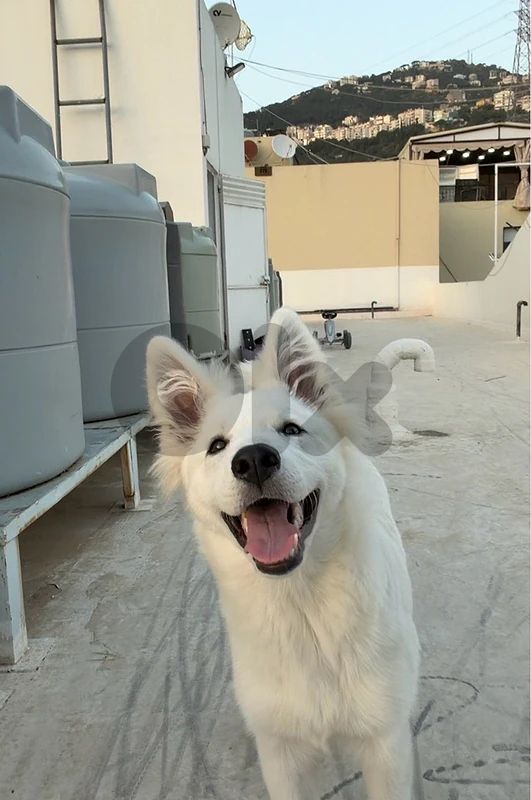 SWISS SHEPHERD FEMALE