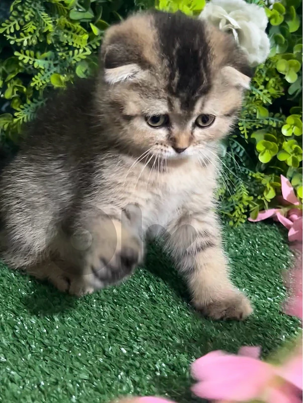 Golden Black Scottish Fold kitten