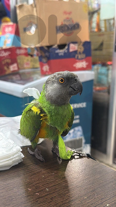 senegal parrot