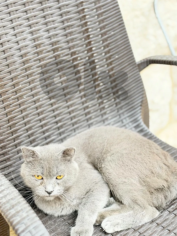 Beautiful Grey Cat with Golden Eyes for Sale 🐱