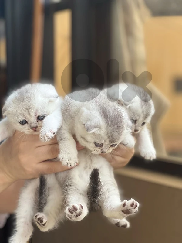scottish kitten silver