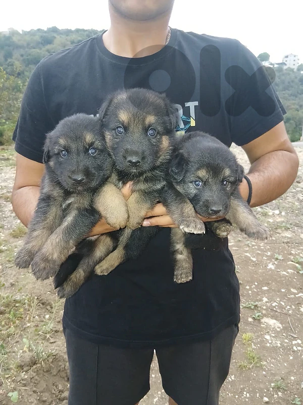 german sheperd puppy