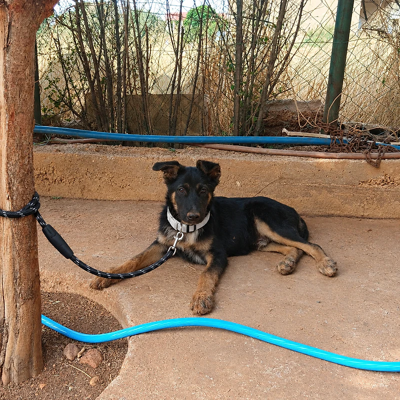 Male German Malinois Shepherd 4 Months