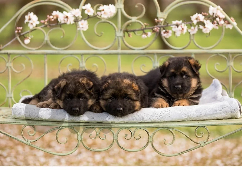 german sheperd