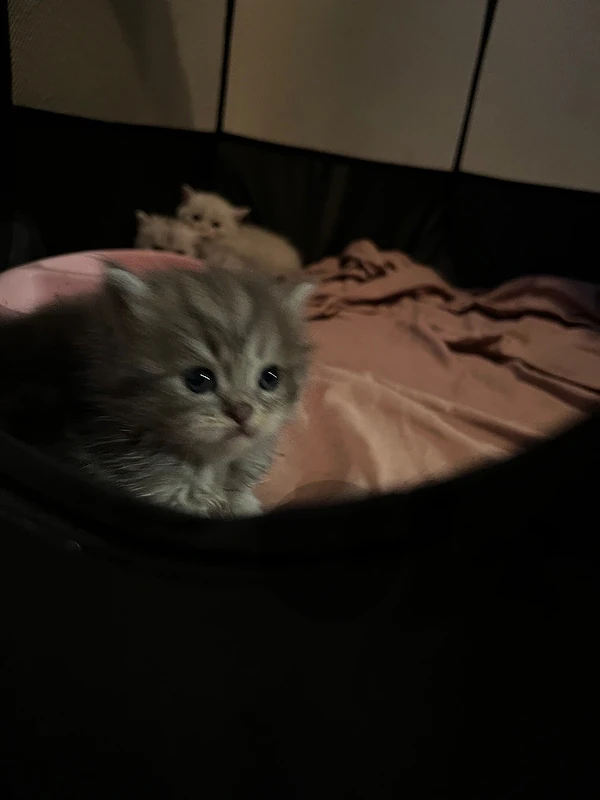 ✨  FLUFFY KITTENS FOR SALE ✨