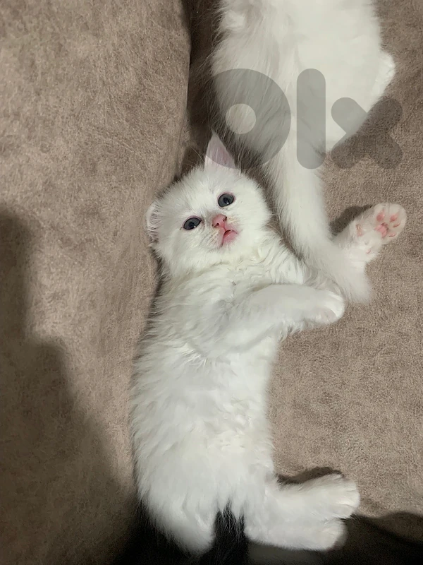 male cat