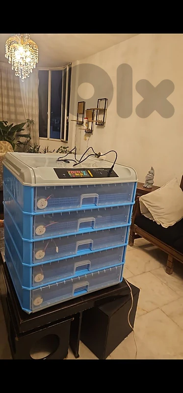 فقاسة بيض