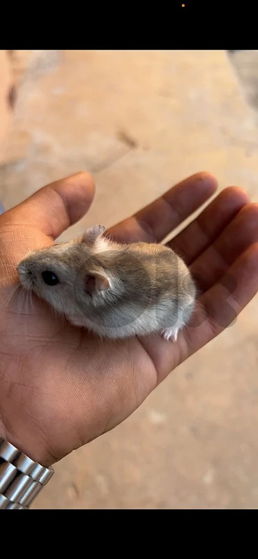 Russian dwarf hamsters delivery available
