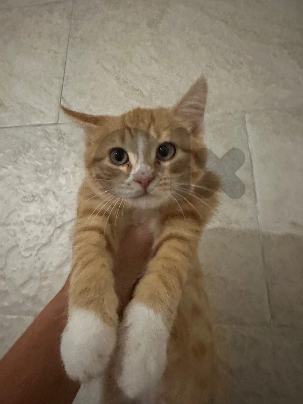 ليلكي