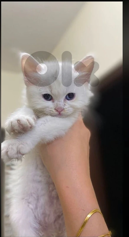 Black British kitten76940954