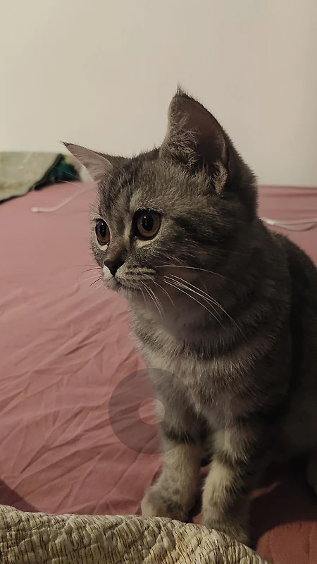 silver tabby - Scottish straight