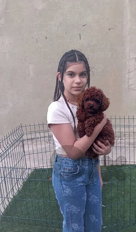 poodle toy