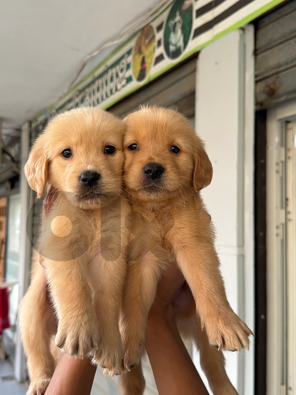 golden retriver