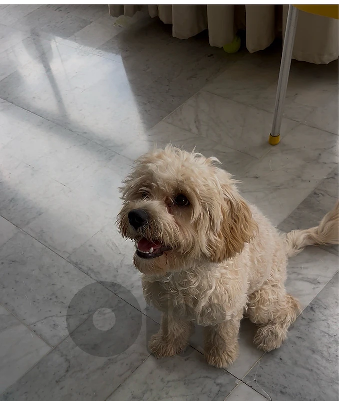 maltipoo 7month vaccinated