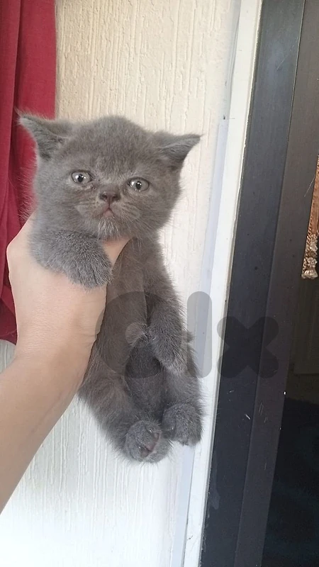 scottish chanchilla