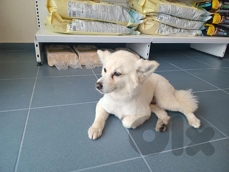 bath_pet_dog_cat
