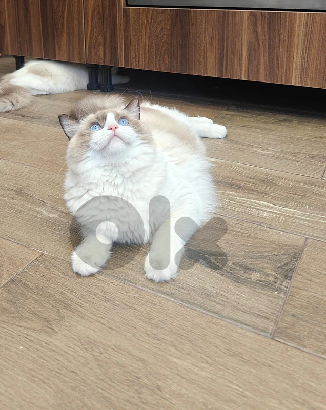 pure female ragdoll