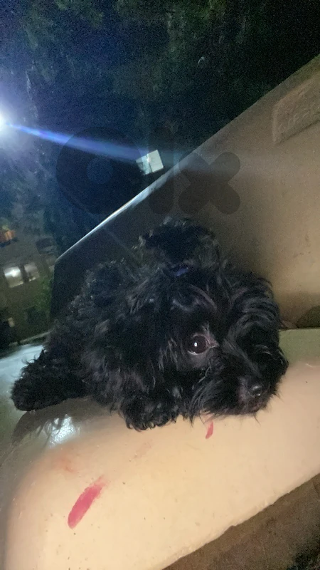 maltepoo