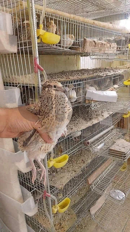 للحجز فر ابو جامبو للتواصل 71743631