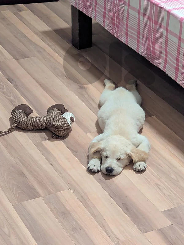 Golden Retriever Female (5 months old)