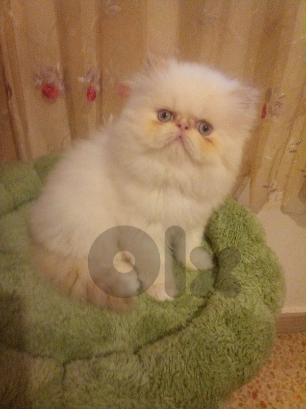 Persian pure peke face