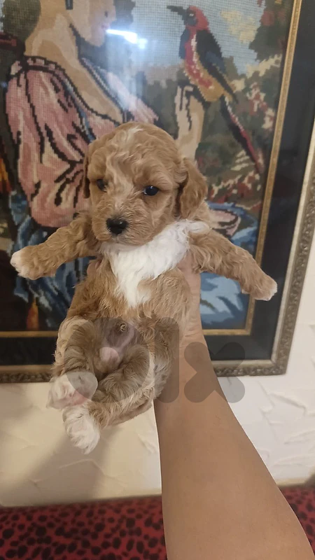 Mini Maltipoo high quality