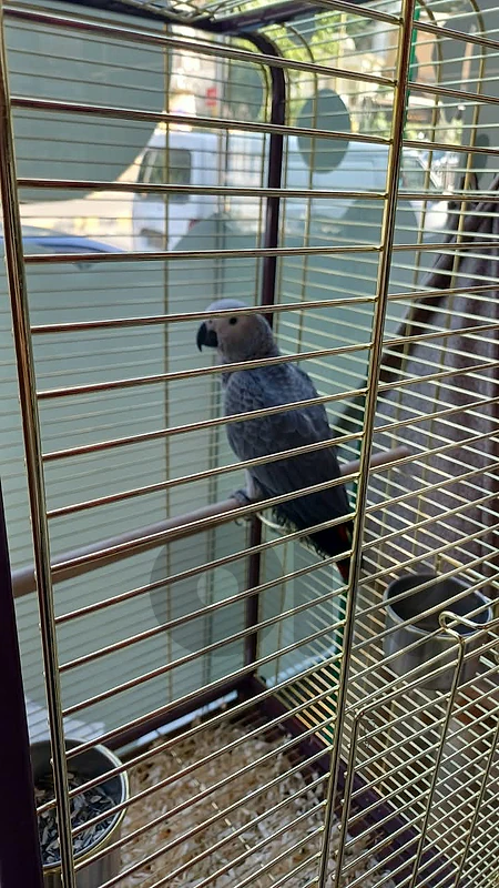 kasko babies parrot african grey 3 month...فراخ ببغا كاسكو ٣ اشهر