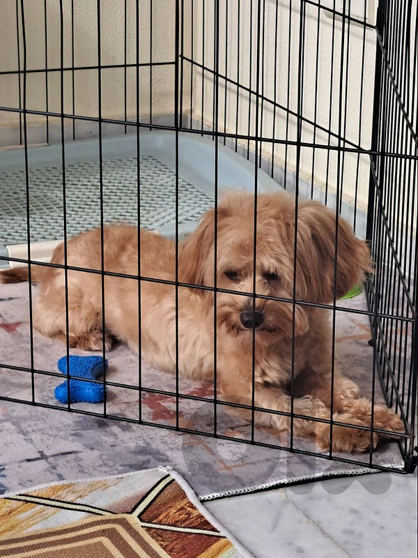 multipoo
