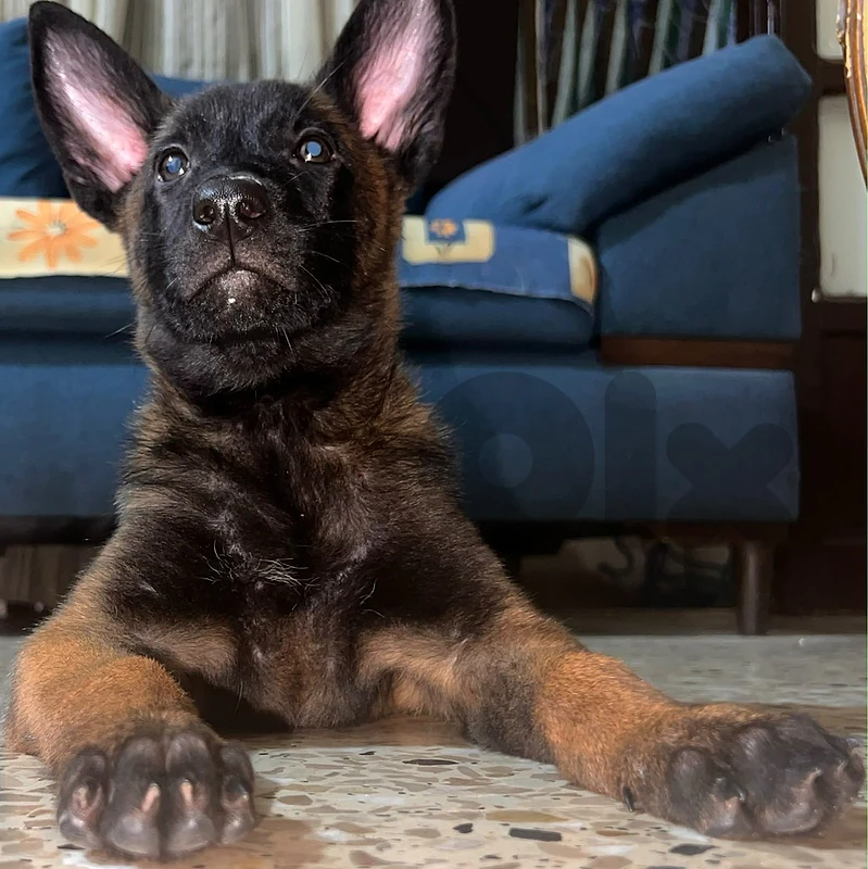 female belgian malinois