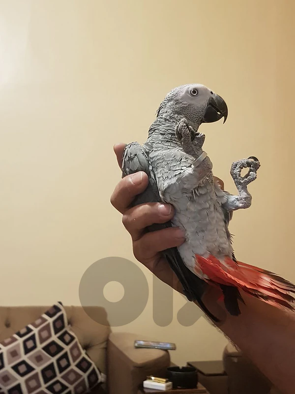 بغبغاء فراخ الحبة الكبيرة عائل متكلم بيطلع الايده على الكتف