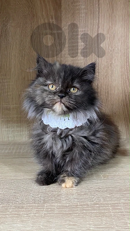 Doll-Face Persian Doll-Face Persian