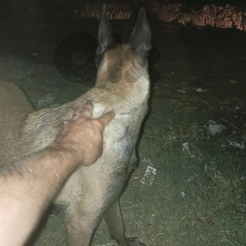 Malinois Puppies
