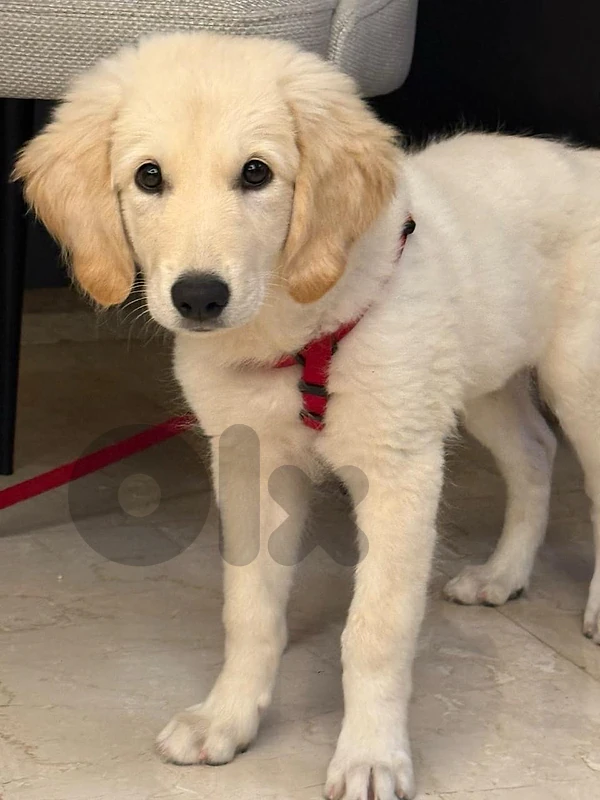 golden retriever for adoption