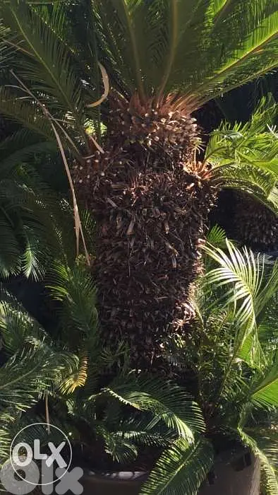 cycas 1,8 m سيكا مميزة ثلاث رؤوس ١،٨ م