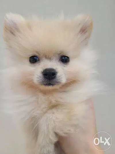 Pomeranian Spitz Mini