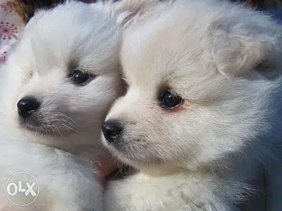 Cutest Loulou Spitz Small Size Available/ dog كلاب