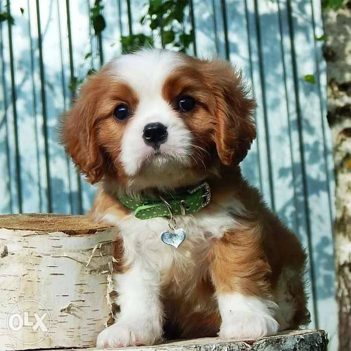 < Cavalier King Charles Spaniel 0