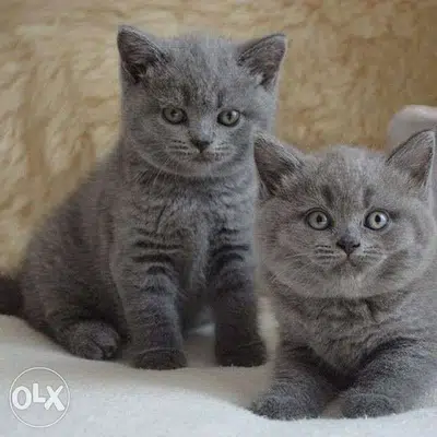 < Shorthair British Kitten