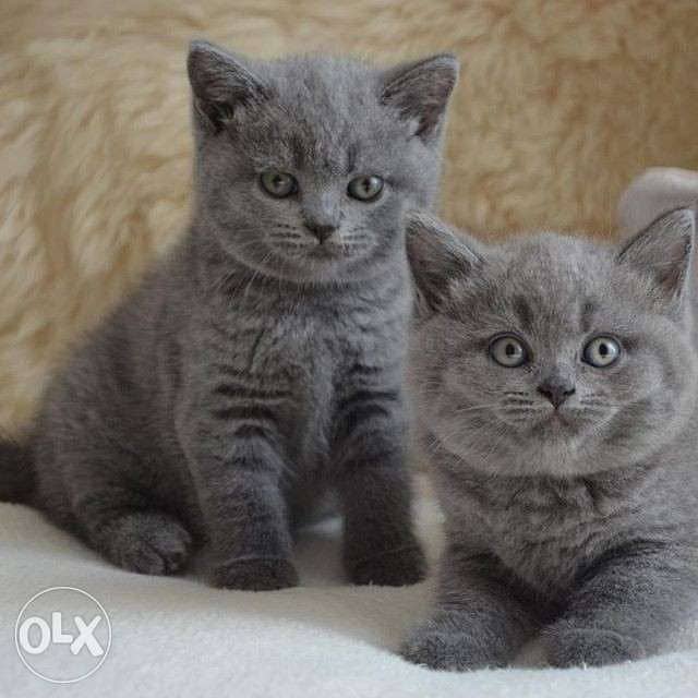 < Shorthair British Kitten 0