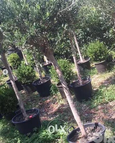 Italian Olive for gardens زيتون إيطالي