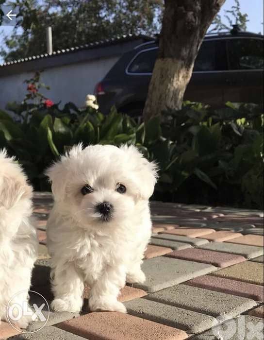 Bichon Small Size Puppies in Store/ dog كلاب 0