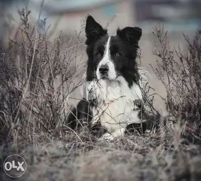 Imported Border collie