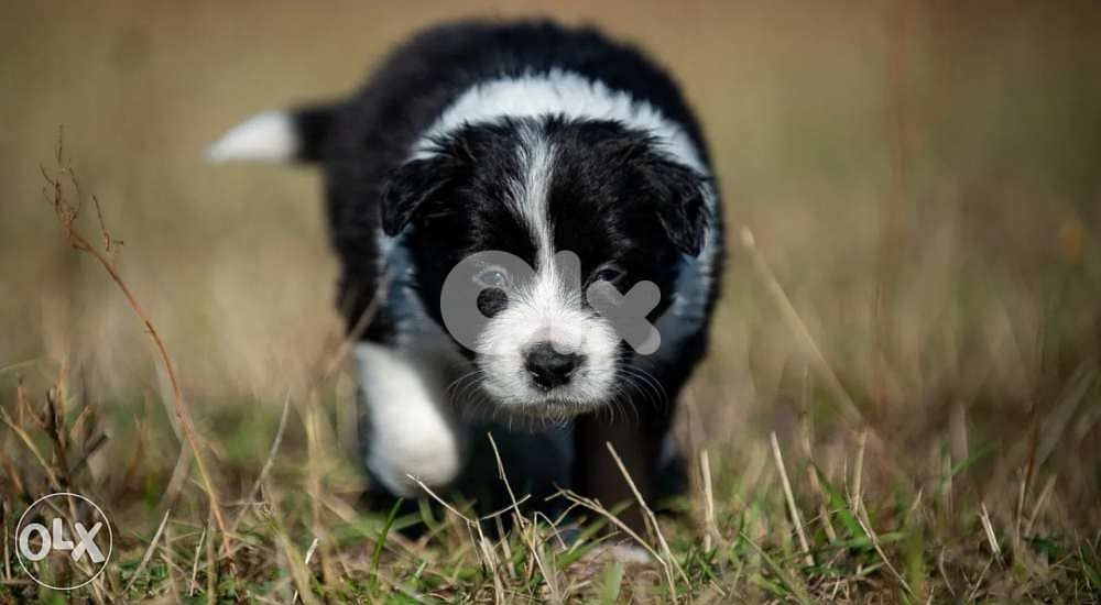 Imported Border collie 1