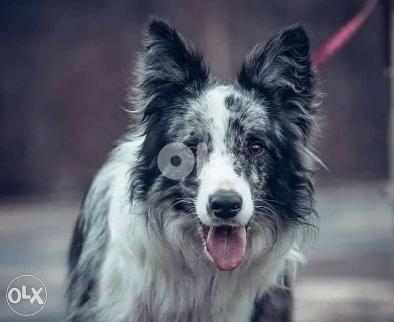 Imported Border collie 2