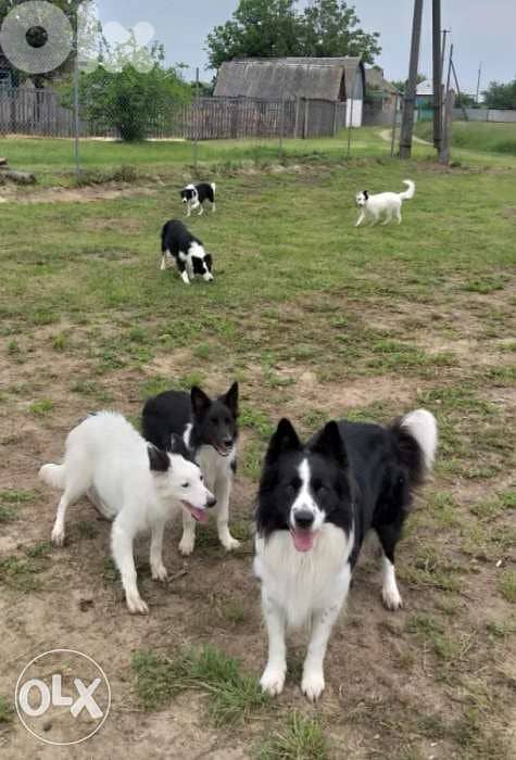 Imported Border collie 3